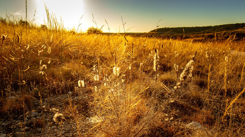 The Underrated Wildlife Refuge Where Texas' Great Plains Meet the Gulf Coast Bioregions
