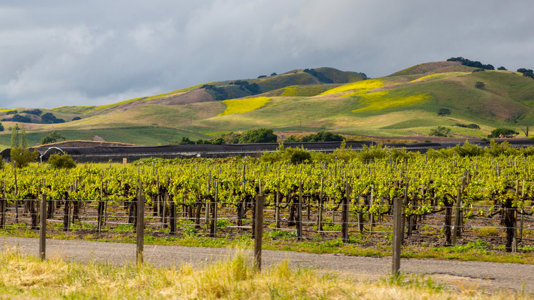 Discover the Diverse and Bold Flavors of Arizona's Hidden Wine Country