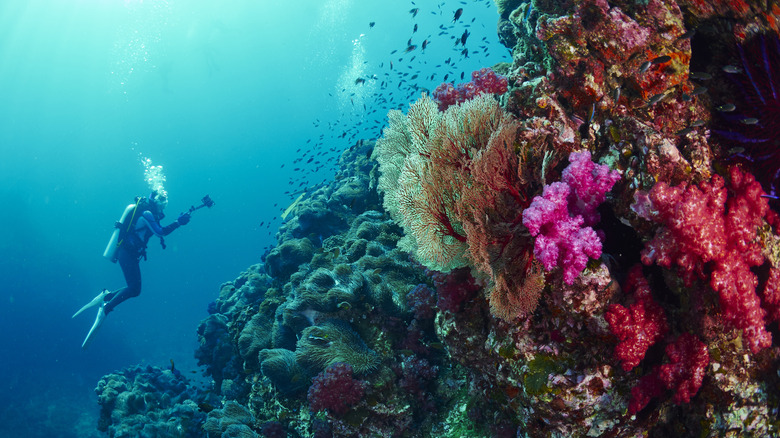 Thailand's Top Marine National Park Features 11 Islands and Unparalleled Scuba Diving in a Tropical Paradise