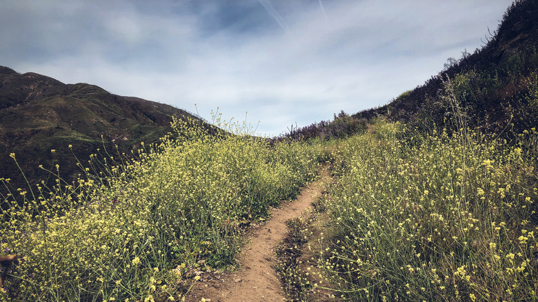 Hidden Within Malibu's Coastal Canyons Lies a Historic Trail with Breathtaking Mountain Views
