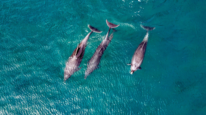 Explore This Hidden Eco-Tourist Gem in Baja California Sur, Known as 'The Aquarium of the World'