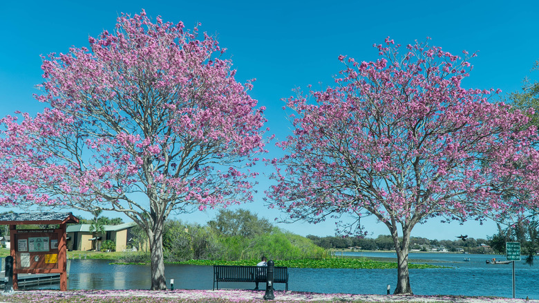 A Historic and Charming Lakeside City Near Orlando with a Museum