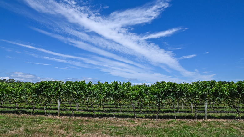 The Trendy New York Hotspot with an Award-Winning Wine Region That Rivals Napa's Fame