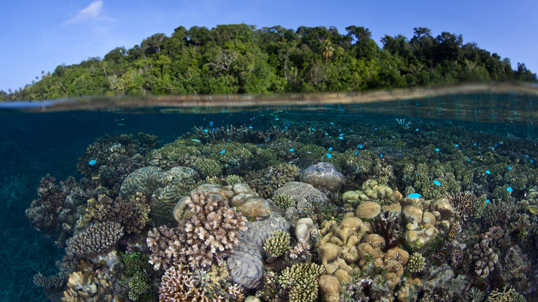 The Largest Saltwater Lagoon in the World: A Tropical Paradise with Gentle, Puppy-Like Sharks