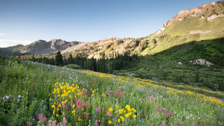Discover Affordable Living and Thrilling Adventures in This Overlooked Utah College Town