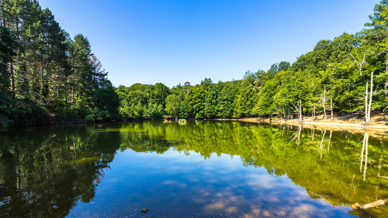 Italy's Hidden Gem: A Biodiverse Forest Brimming with Ancient Trees, Wildlife, and Mediterranean Flora