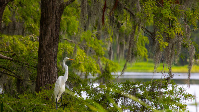 Discover North Carolina's Hidden Lake Park: A Nature Lover's Paradise with Recreation, Trails, and Gardens
