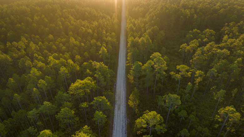 Nestled in Florida's Nature Coast: A Quiet Town with Historic Charm, Delicious Cuisine, and Vibrant Festivals