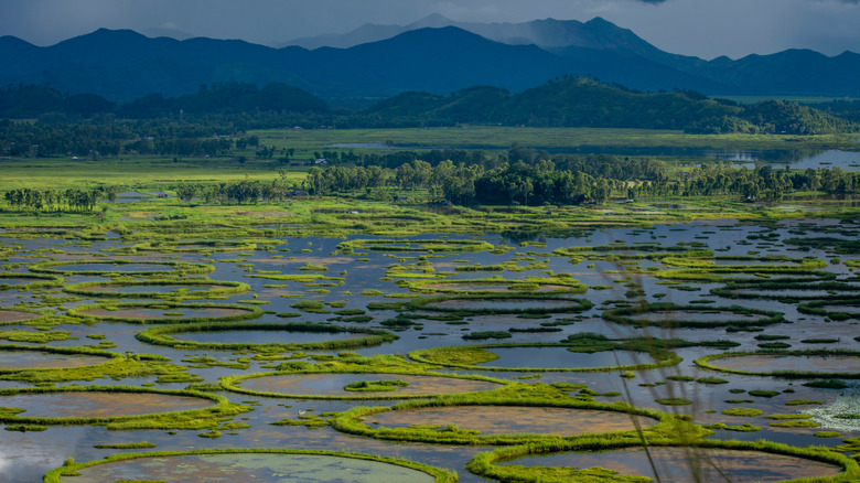 Explore the Ethereal Beauty of the World's Only Floating National Park in India
