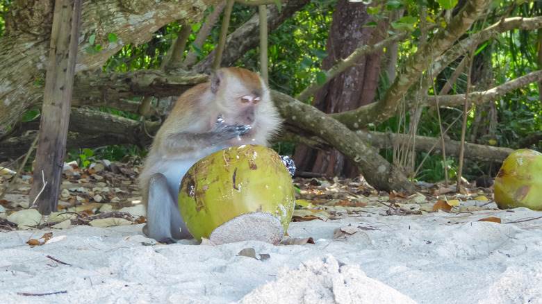 This Enigmatic South Carolina Island Teeming with Wild Primates Remains Inaccessible to Visitors