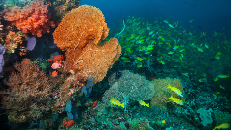 Explore Maui's Top Snorkeling Destination: Crystal-Clear Waters and Diverse Hawaiian Marine Life