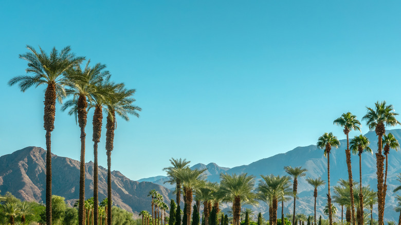 This Pristine California RV Park: A Five-Star Oasis with Desert Views and Private Canals