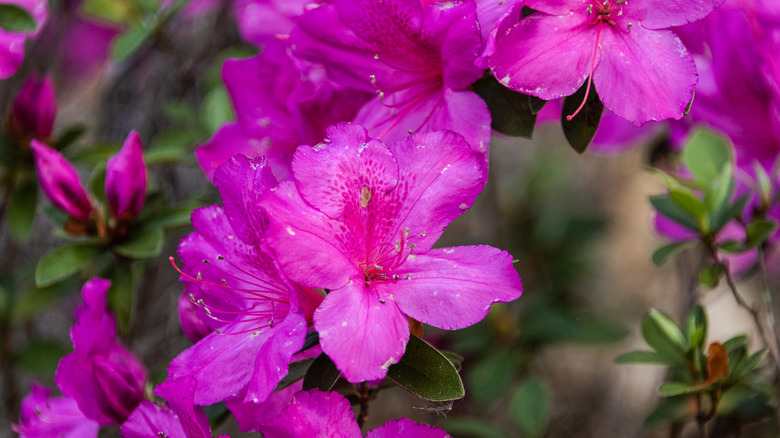 Florida’s Hidden Gem: A Serene State Park Filled with Stunning Blooms and Charming Bridges