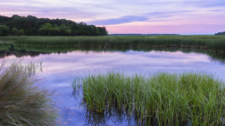 South Carolina's Lowcountry: A Soulful Coastline with Charming Towns and Must-Try Cuisine