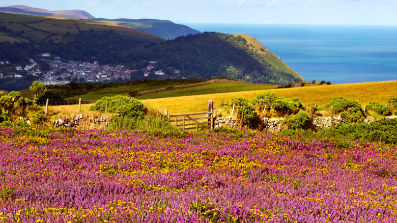 Discover the Underrated Beauty of One of the UK's Least Visited National Parks: A Coastal Haven of Wildflower Fields and Ponies