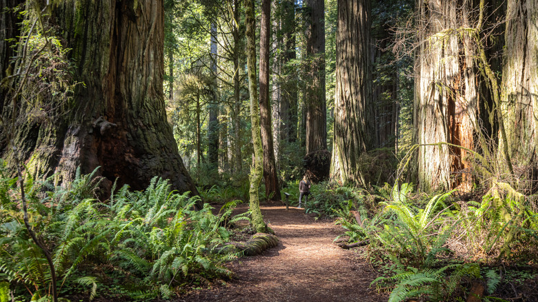 Camp Among Northern California's Majestic Redwoods in a State Park Near Oregon