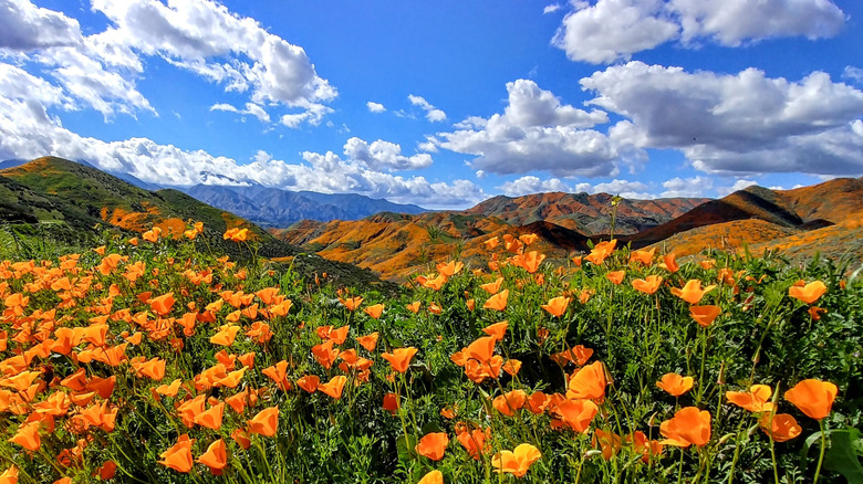 California's 'Hidden Haven': An Orange County Park Boasting Picturesque Mountain Views and Challenging Trails