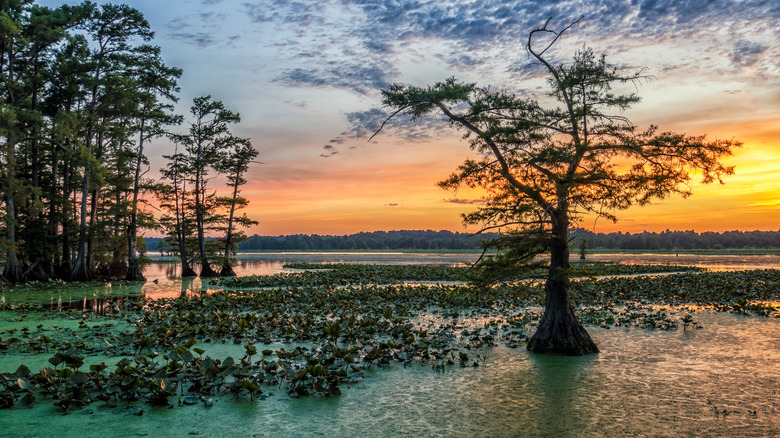 Explore a Mystical Tennessee Town with Historic Charm and Scenic Parks Along the Mississippi River