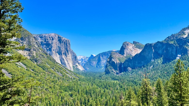 Yosemite Rangers Urge Tourists to Respect These Potentially Dangerous Animals