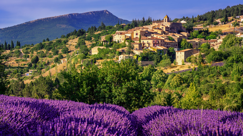 France's Delightful Purple Village: A Lavender-Scented Haven with Charming Streets