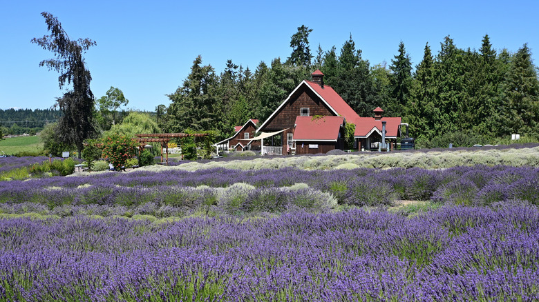 The Lavender Capital of North America: A Charming Washington Town with Summer Blooms and Waterside Retreats