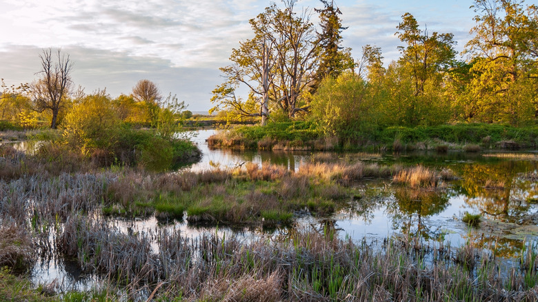 Serene Wildlife Preserve Near Seattle Offers Pristine Year-Round Trails Through Diverse Habitats