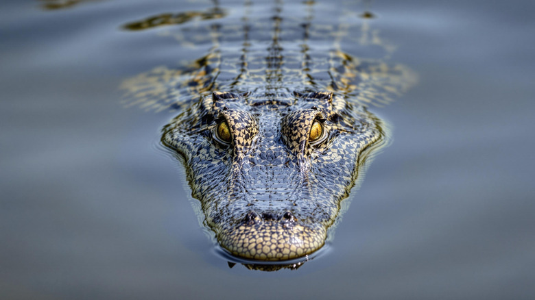 The Alarming Risks of Navigating Florida's Alligator-Infested Waters