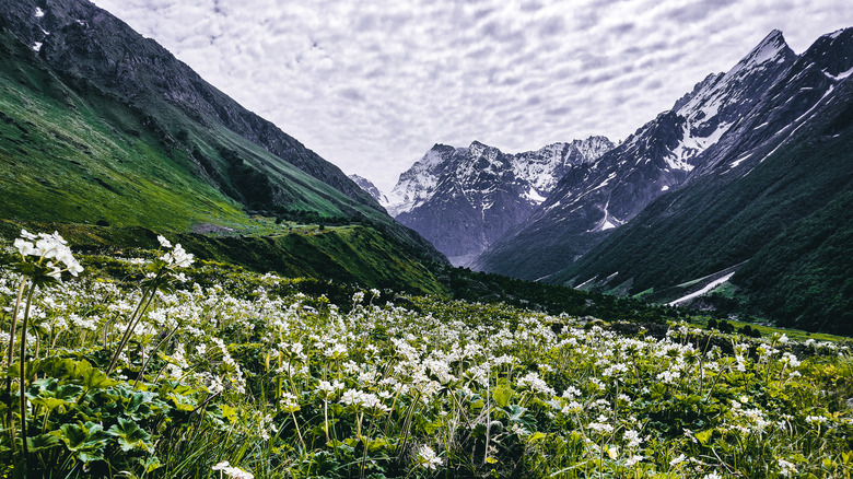 Experience Endless Mountain Flowers and Lush Views on One of India's Most Popular Himalayan Treks