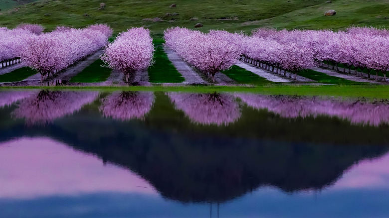 California's Flourishing Agricultural Hub: A Scenic City with Convenient Access to Iconic Destinations