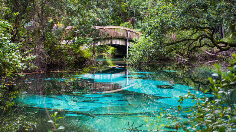 Florida's Verdant National Forest Cherished for Its Wildlife, Turquoise Lakes, and Outdoor Adventures