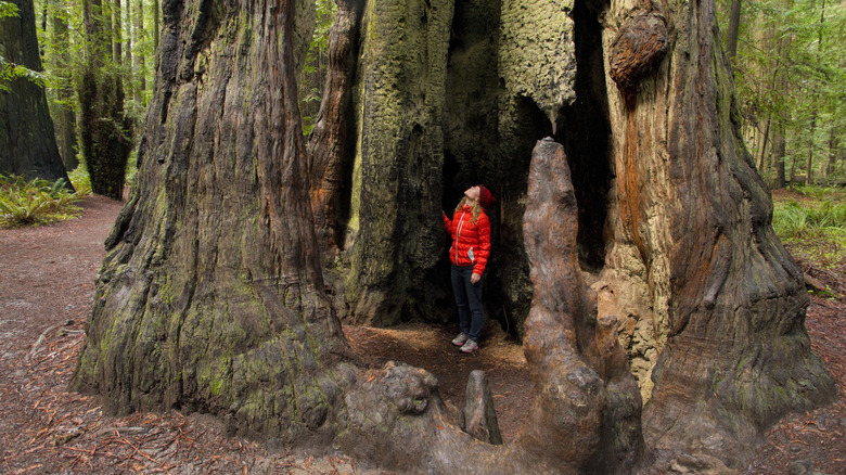 Nestled Among California's Redwoods Near Santa Cruz Lies an Overlooked Resort Town Ideal for a Bay Area Escape