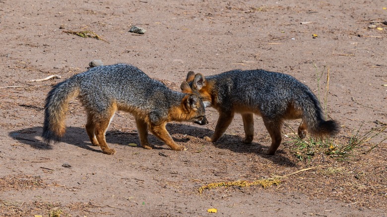Visitors to California's Most Remote Channel Island Will Witness a Breathtaking Wildlife Spectacle
