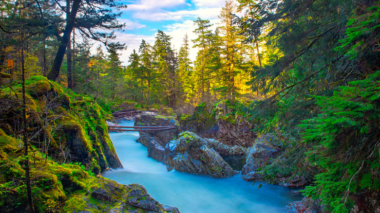 Explore Vancouver Island's Enchanting Forest Trail: A Waterfall Hike with Lake Swimming and Camping Opportunities