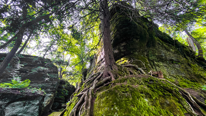 Discover Hidden Canyons, Secret Caves, and Dramatic Rock Formations in a Unique New York Scenic Park