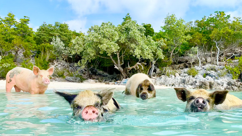The Concerning Dangers of Swimming with Pigs in the Bahamas