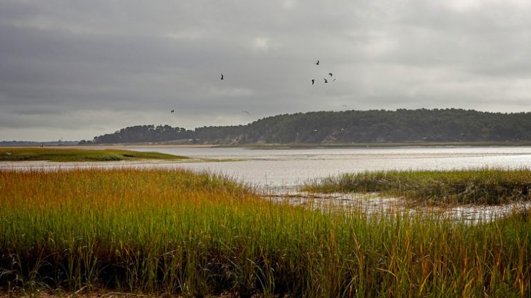 Cape Cod's Unique Wildlife Sanctuary Offers Beaches, Woodlands, Tranquil Trails, and Educational Opportunities