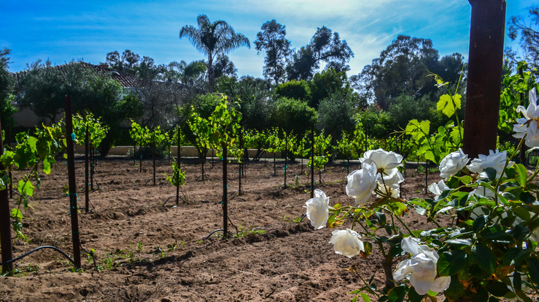 A Charming San Diego Winery, Among California's Oldest, Boasts Stunning Scenery and Gardens