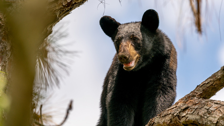 How to Safely Avoid Dangerous Bear Encounters in Florida