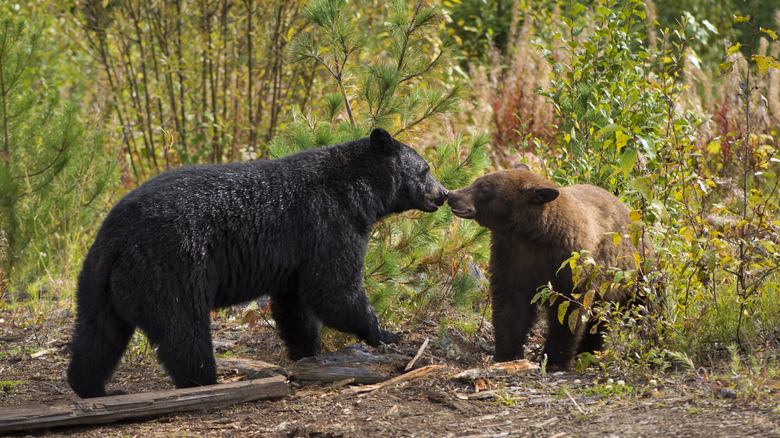 Distinguishing Brown Bears from Black Bears: A Life-Saving Guide