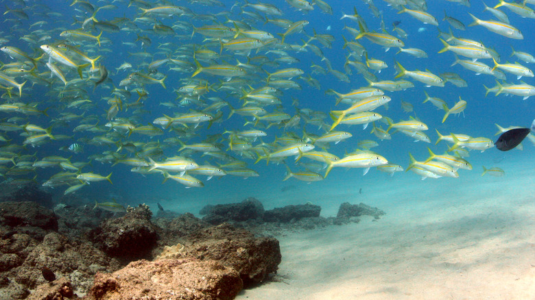 Maui's Breathtaking Snorkeling Spot Features Stunning Underwater Caves