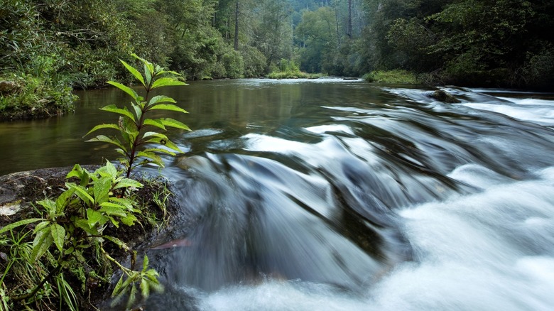 The Top Must-Do Experience for Southerners: An Exciting Georgia River Adventure with Rapids and Scenic Views