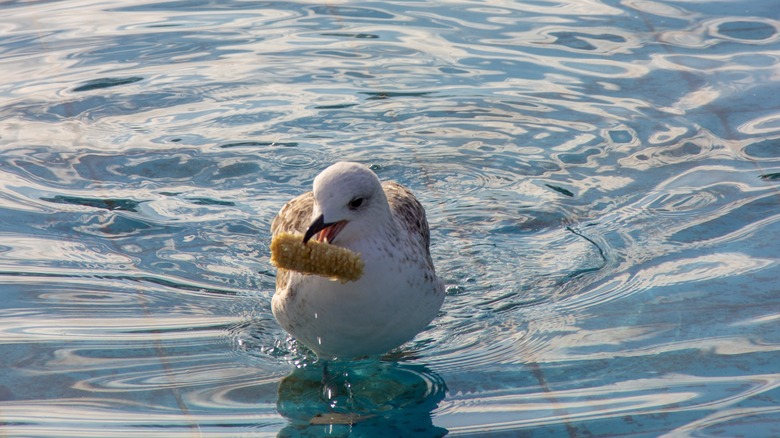 Scientific Findings Reveal Surprising Reasons Behind Seagulls Snatching Our Food at the Beach