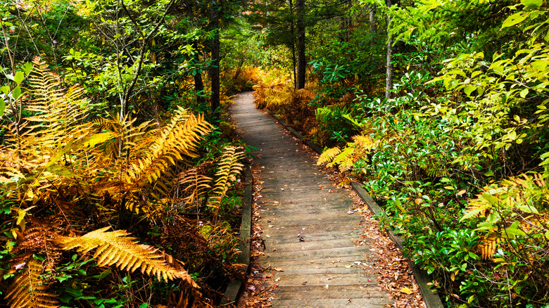 West Virginia's Largest Bog Resembles Northern Canada's Terrain, Showcasing Unique Plant Life