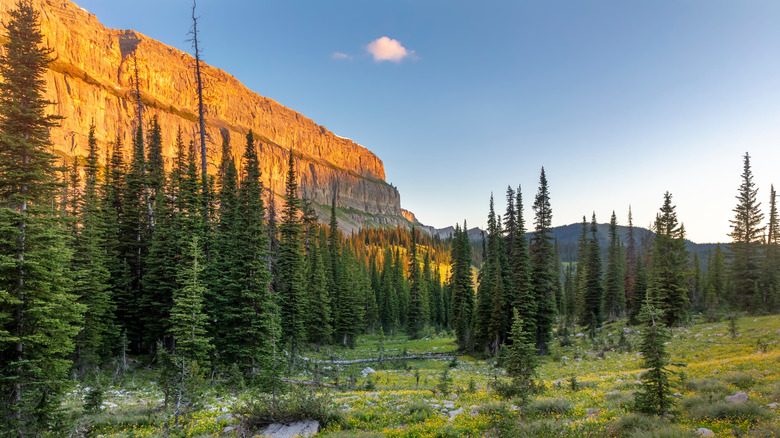 Montana's Chinese Wall: A Majestic Cliff Offering Towering Views in an Unspoiled, Serene Wilderness