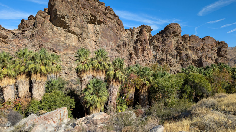 Explore the Stunning Desert Oases and Waterfalls of California's Palm Springs Canyons