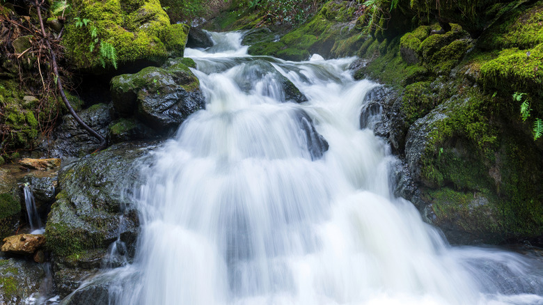 Explore Numerous Waterfalls on a Popular Northern California Trail Through Redwood Groves and Enchanting Fern Gullies