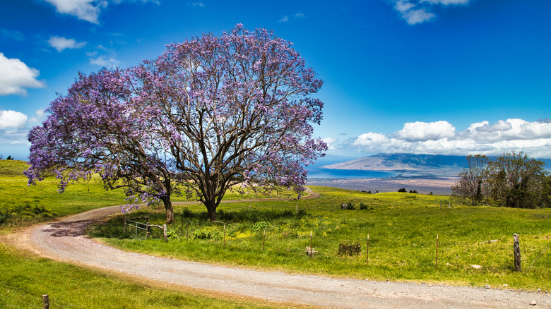Explore Maui's Lush Agricultural Region: Home to Delicious Coffee, a Charming General Store, and the Island's Sole Winery