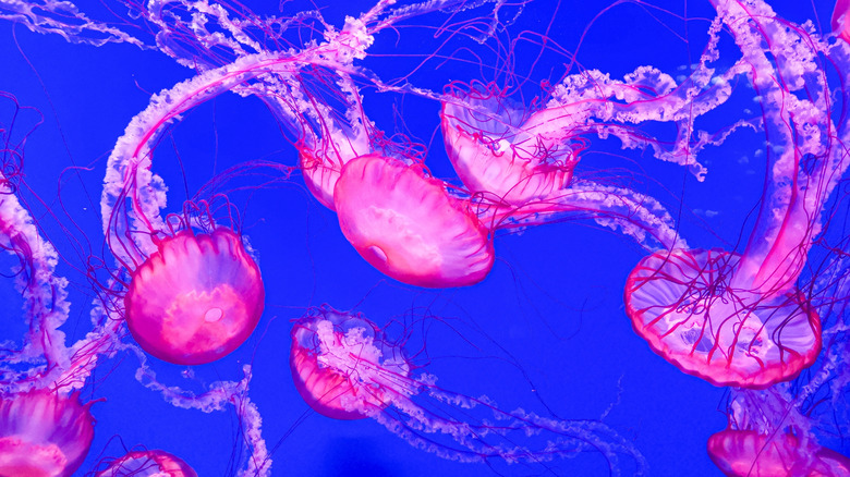 Why You Should Avoid Urinating on a Jellyfish Sting (And the Best Remedies to Use Instead)