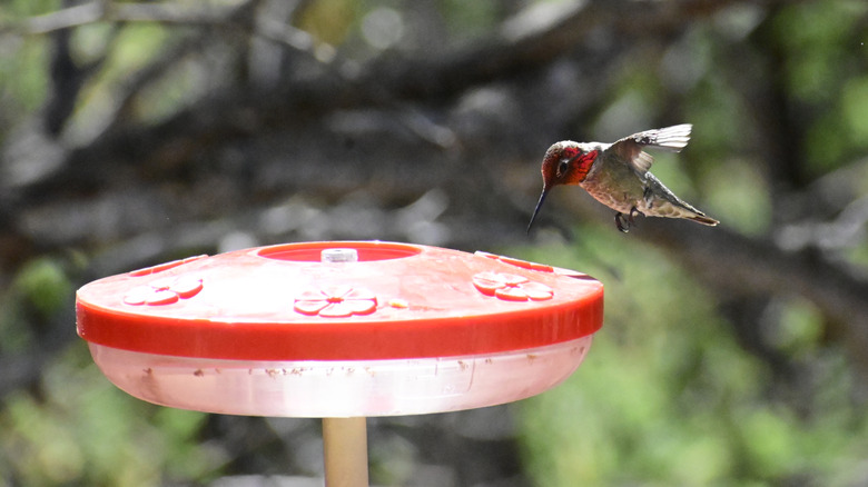Discover the Overlooked Arizona City Known as the Hummingbird Capital of the U.S., Rich in Art and History
