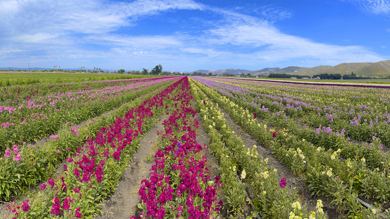 Discover California's Enchanting City Famous for Its Vast Flower Fields and Hidden Wine Gems